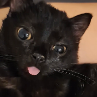 ijerkoffalot's Avatar