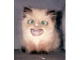 dabrat95401's Avatar