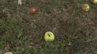 Michaele Ross and Tristan Hale