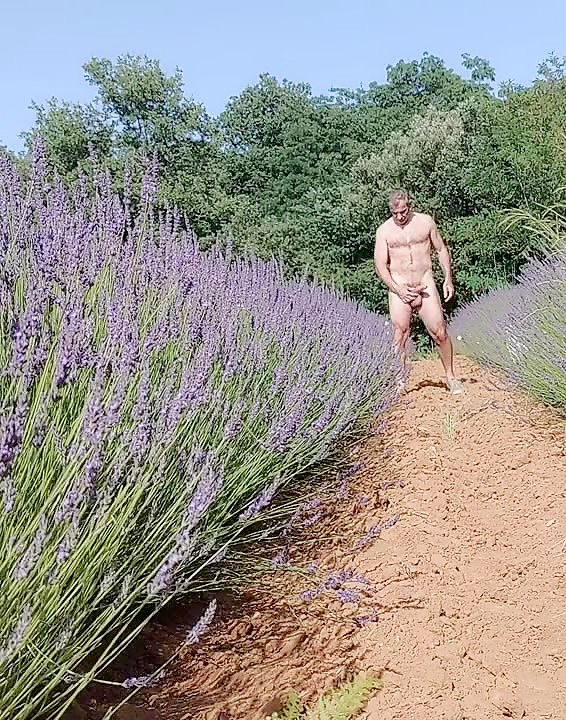 Daddy in a lavender field