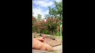 Perfect cock & balls 6